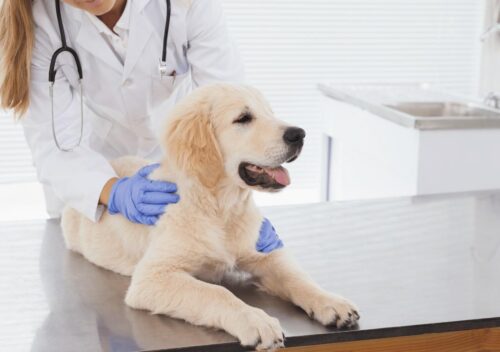 A veterinarian in a white coat and blue gloves examines a golden retriever puppy lying on an examination table in a bright veterinary clinic.
