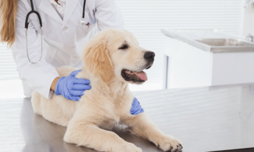 A veterinarian in a white coat and blue gloves examines a golden retriever puppy lying on an examination table in a bright veterinary clinic.