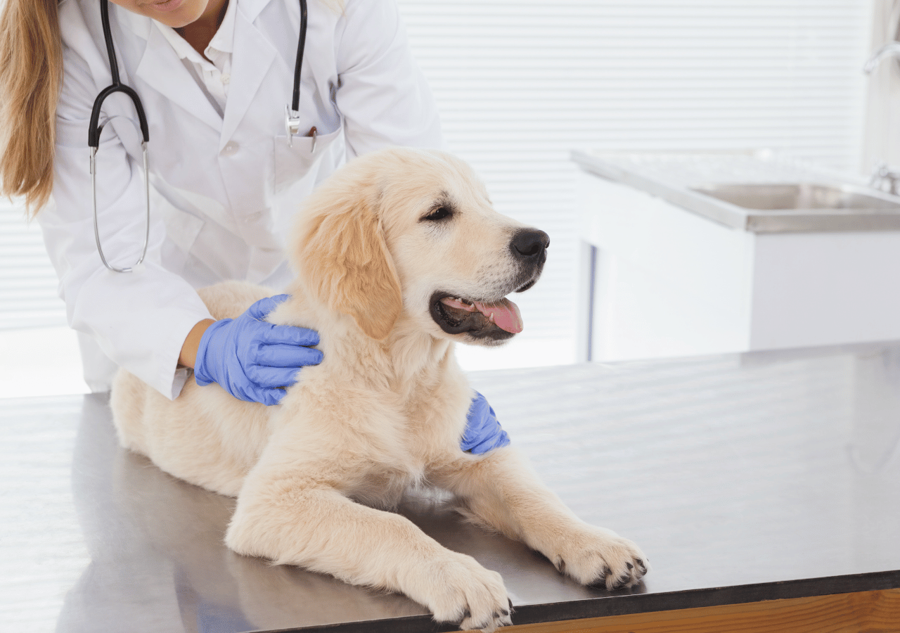 A veterinarian in a white coat and blue gloves examines a golden retriever puppy lying on an examination table in a bright veterinary clinic.