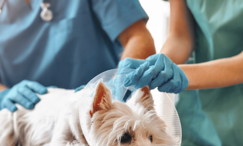 A small Yorkshire Terrier wearing a protective cone collar lies on an examination table while veterinarians in scrubs and gloves provide medical care in a clinical setting.